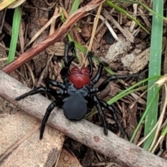 Missulena occatoria (Red-headed Mouse Spider) at Watson, ACT - 8 May 2024 by Mollymouse