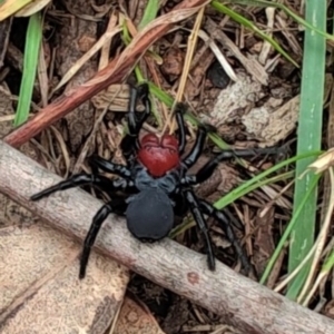 Missulena occatoria (Red-headed Mouse Spider) at Mount Majura by Mollymouse