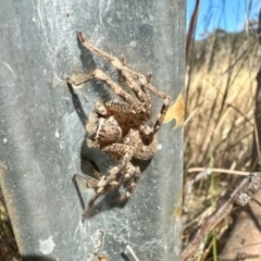 Heteropoda sp. (genus) at Crowther, NSW - 8 May 2024 by KMcCue