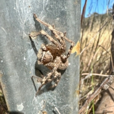 Neosparassus calligaster (Beautiful Badge Huntsman) at Crowther, NSW - 8 May 2024 by KMcCue
