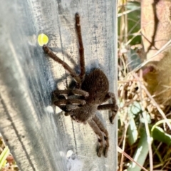 Isopedella pessleri (A huntsman spider) at Crowther, NSW - 7 May 2024 by KMcCue