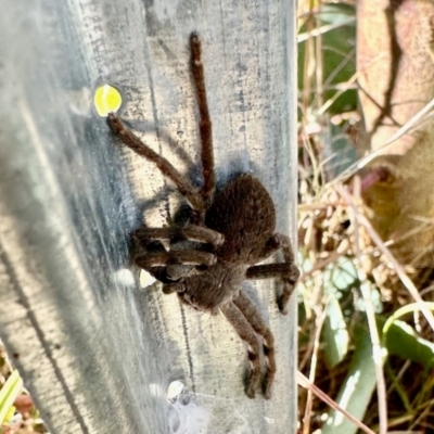 Isopedella pessleri (A huntsman spider) at Dananbilla Nature Reserve - 7 May 2024 by KMcCue