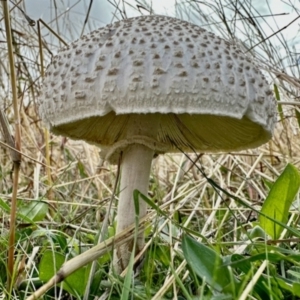 Macrolepiota dolichaula (Macrolepiota dolichaula) at Dananbilla Nature Reserve by KMcCue