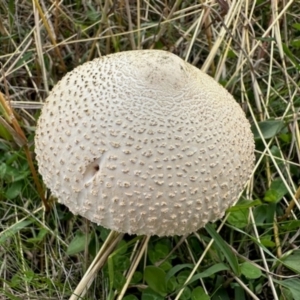 Macrolepiota dolichaula at Dananbilla Nature Reserve - 7 May 2024 11:59 AM