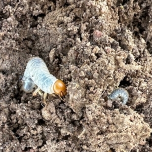 Scarabaeidae (family) at Dananbilla Nature Reserve - 7 May 2024 10:59 AM