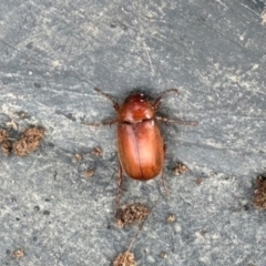 Antitrogus morbillosus (Tableland pasture scarab) at Dananbilla Nature Reserve - 7 May 2024 by KMcCue