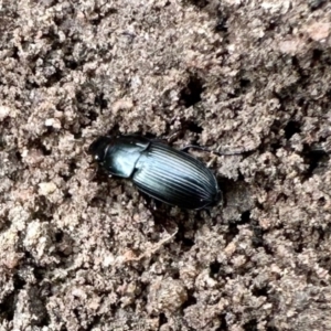 Unidentified Darkling beetle (Tenebrionidae) at suppressed by KMcCue