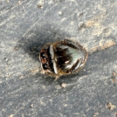 Onthophagus sp. (genus) at Dananbilla Nature Reserve - 7 May 2024 by KMcCue