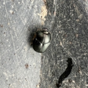 Onthophagus australis at Dananbilla Nature Reserve - 7 May 2024