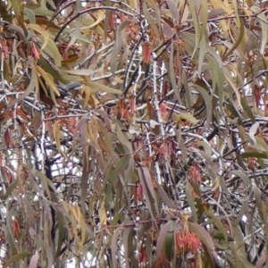 Amyema pendula subsp. pendula at Wingecarribee Local Government Area - 8 May 2024