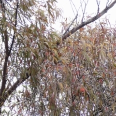 Amyema pendula subsp. pendula at Wingecarribee Local Government Area - 8 May 2024 10:04 AM