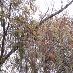 Amyema pendula subsp. pendula at Wingecarribee Local Government Area - 8 May 2024 10:04 AM