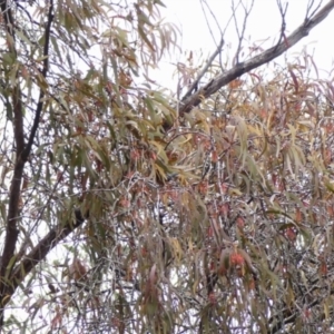 Amyema pendula subsp. pendula at Wingecarribee Local Government Area - 8 May 2024