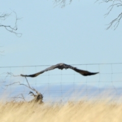 Circus assimilis (Spotted Harrier) at Crowther, NSW - 7 May 2024 by KMcCue