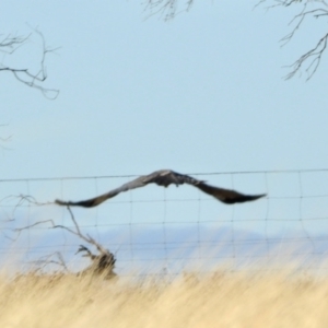 Circus assimilis at Dananbilla Nature Reserve - 8 May 2024