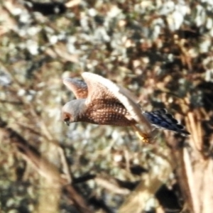 Circus assimilis at Dananbilla Nature Reserve - 8 May 2024