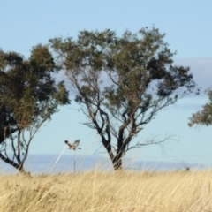 Circus assimilis at Dananbilla Nature Reserve - 8 May 2024