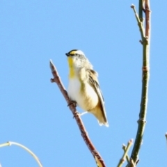 Pardalotus striatus (Striated Pardalote) at Crowther, NSW - 6 May 2024 by KMcCue