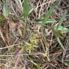 Veronica gracilis at Top Hut TSR - 3 May 2024 by brunonia