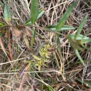 Veronica gracilis at Top Hut TSR - 4 May 2024