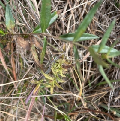 Veronica gracilis at Top Hut TSR - 3 May 2024 by brunonia