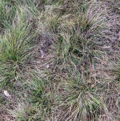 Nassella neesiana (Chilean Needlegrass) at Mount Majura - 7 May 2024 by waltraud