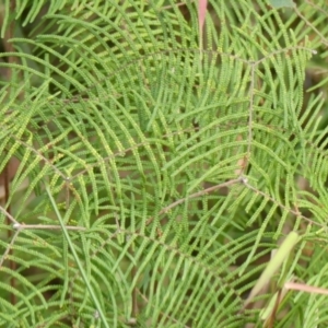 Gleichenia dicarpa at Hill Top - suppressed
