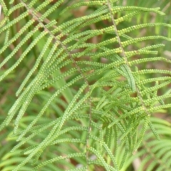 Gleichenia dicarpa at Hill Top - 15 May 2024