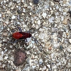 Leptocoris mitellatus at Campbell, ACT - 8 May 2024