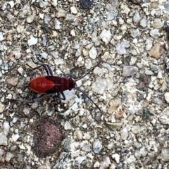 Leptocoris mitellatus (Leptocoris bug) at Campbell, ACT - 8 May 2024 by lbradley