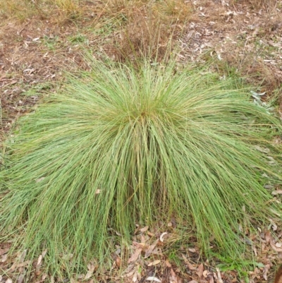 Nassella trichotoma (Serrated Tussock) at Watson Woodlands - 5 May 2024 by AdrianM