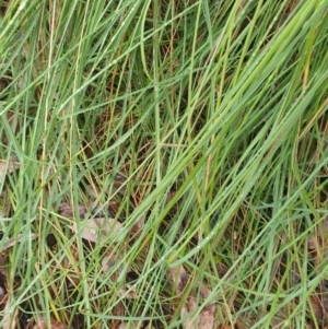 Nassella trichotoma at Watson, ACT - 5 May 2024