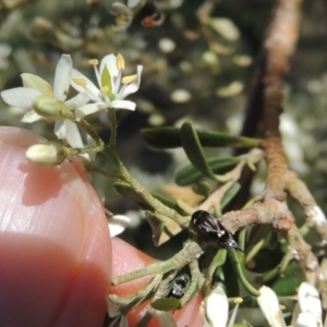 Mordella sp. (genus) at Pollinator-friendly garden Conder - 15 Dec 2023