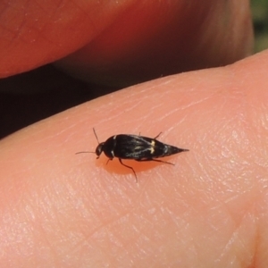 Mordella sp. (genus) at Pollinator-friendly garden Conder - 15 Dec 2023