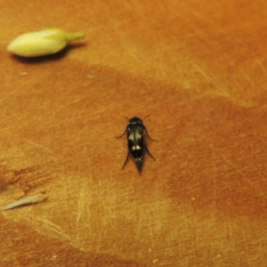 Mordella sp. (genus) at Pollinator-friendly garden Conder - 15 Dec 2023