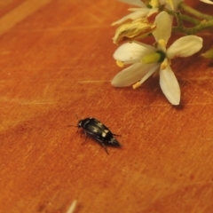 Mordella sp. (genus) at Pollinator-friendly garden Conder - 15 Dec 2023