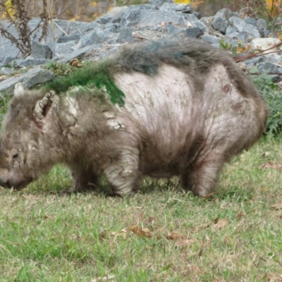 Vombatus ursinus (Common wombat, Bare-nosed Wombat) at Tharwa, ACT - 7 May 2024 by Christine