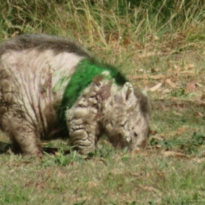 Vombatus ursinus at Tharwa, ACT - 7 May 2024 12:22 PM