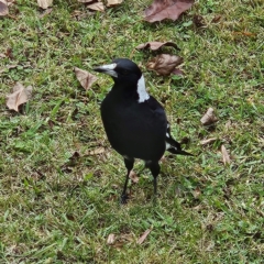 Gymnorhina tibicen (Australian Magpie) at QPRC LGA - 9 May 2024 by MatthewFrawley