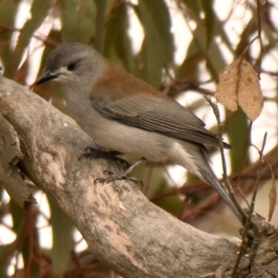 Colluricincla harmonica (Grey Shrikethrush) at Weetangera, ACT - 9 May 2024 by Thurstan