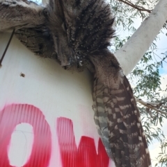 Podargus strigoides (Tawny Frogmouth) at Weston, ACT - 8 May 2024 by jmcleod