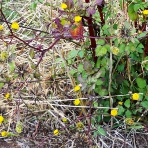 Bidens pilosa at The Pinnacle - 9 May 2024