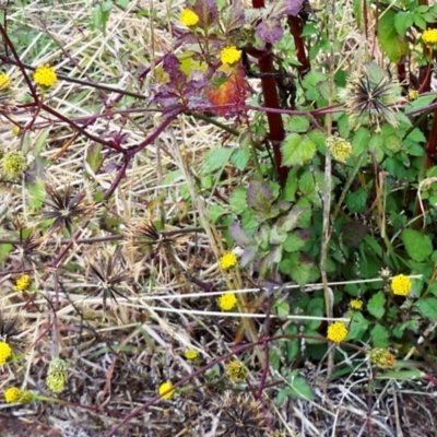 Bidens pilosa (Cobbler's Pegs, Farmer's Friend) at The Pinnacle - 8 May 2024 by sangio7