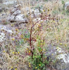 Bidens pilosa at The Pinnacle - 9 May 2024