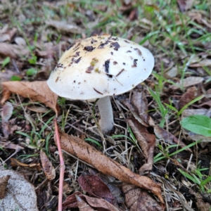 Cortinarius austroalbidus at QPRC LGA - 9 May 2024 05:04 PM