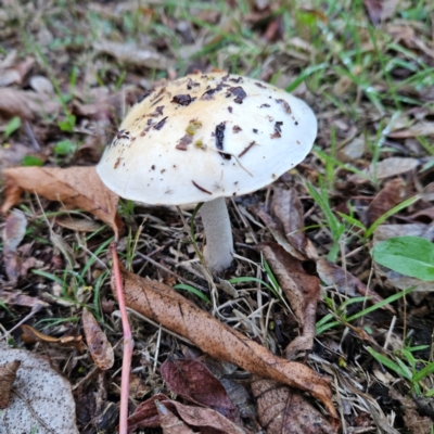 Unidentified Cap on a stem; gills below cap [mushrooms or mushroom-like] at QPRC LGA - 9 May 2024 by MatthewFrawley
