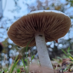 Cortinarius austroalbidus at QPRC LGA - 9 May 2024 05:04 PM