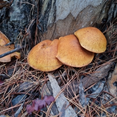 Unidentified Cap on a stem; gills below cap [mushrooms or mushroom-like] at Isaacs, ACT - 9 May 2024 by Mike