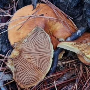 Gymnopilus junonius at Isaacs Ridge and Nearby - 9 May 2024