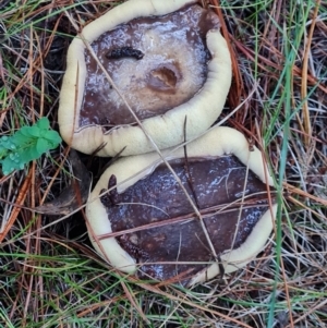 Suillus sp. at Isaacs Ridge and Nearby - 9 May 2024